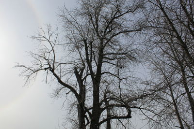 Low angle view of bare tree against sky