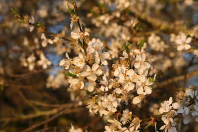 Close-up of white cherry blossom 