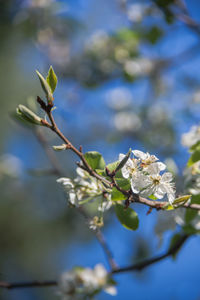 Close-up of cherry blossoms in spring