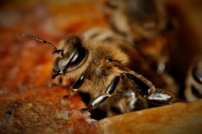 Close-up of bee