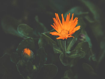 Close-up of yellow flower