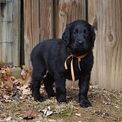 Close-up of black dog