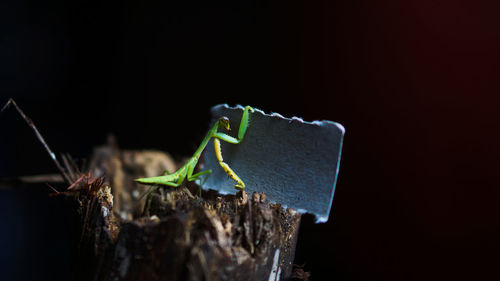 Close-up of insect over black background