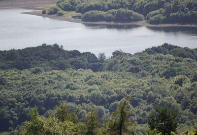 Scenic view of river amidst trees in forest