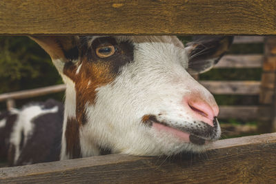 Close-up of goat looking through fence