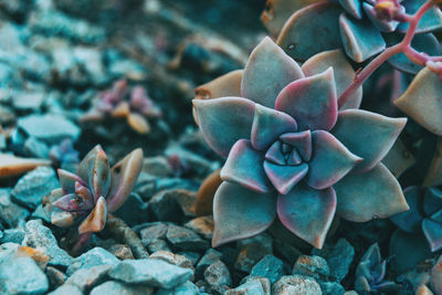 Close-up of succulent plant