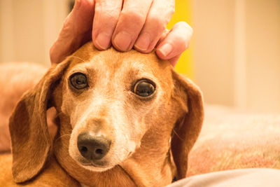 Close-up portrait of dog hand