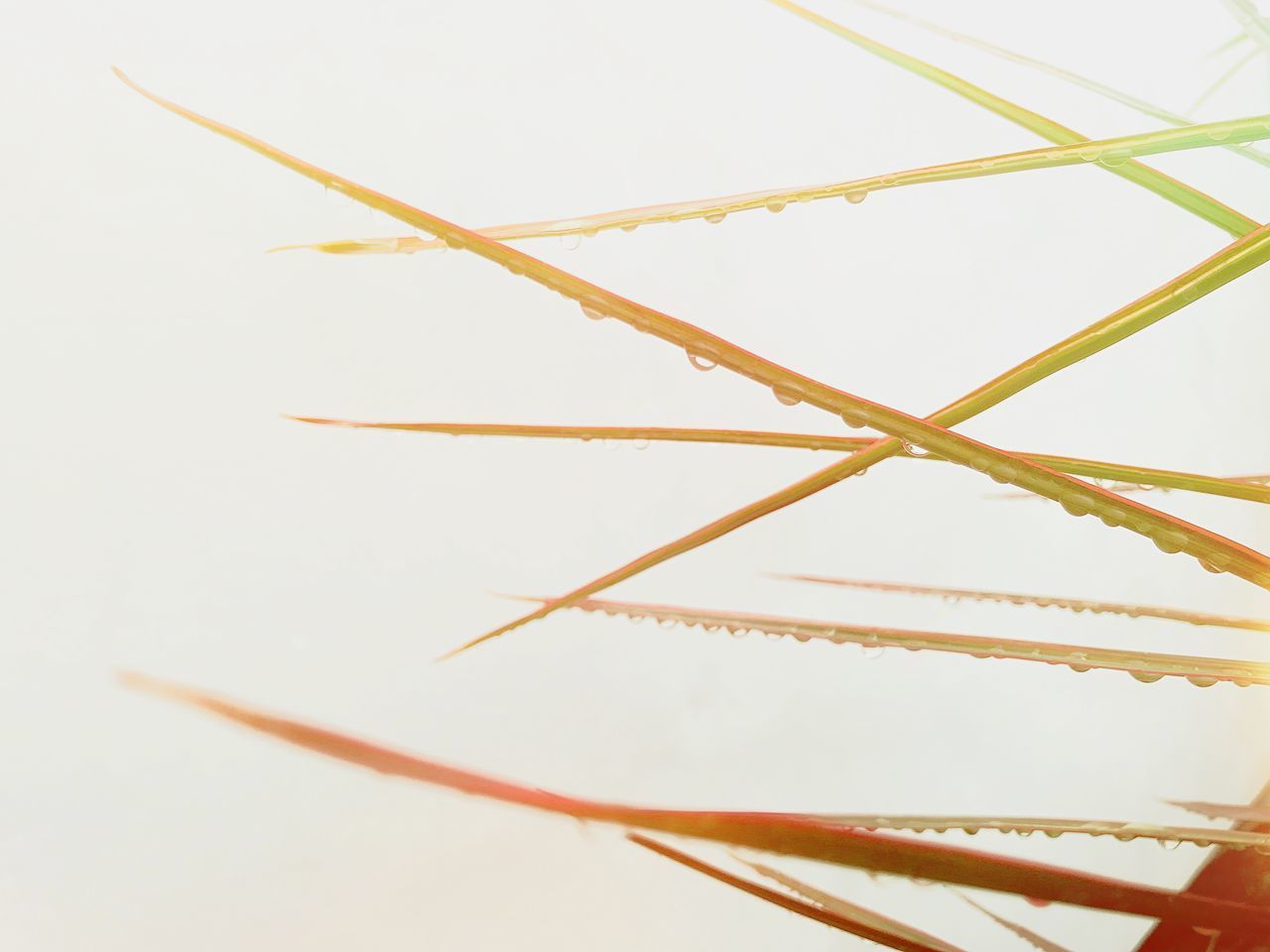 LOW ANGLE VIEW OF BAMBOO ON WHITE BACKGROUND