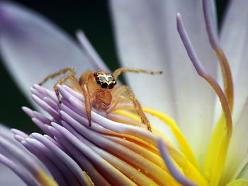 Close-up of insect on purple flower