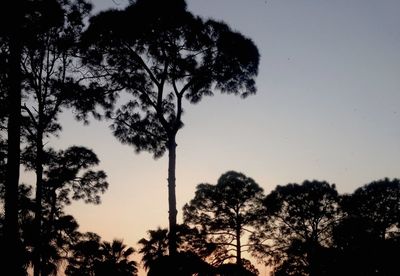 Low angle view of silhouette trees against sky