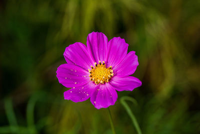 Close-up of pink flower