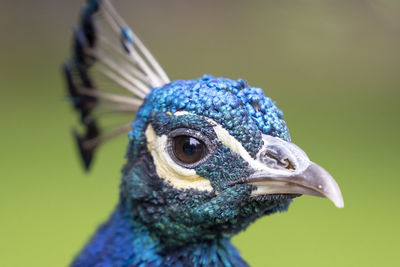Peacock portrait 