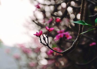 Close-up of pink flowers on branch