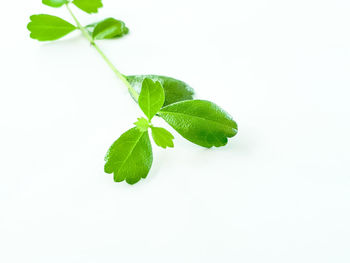 Close-up of plant leaves against white background