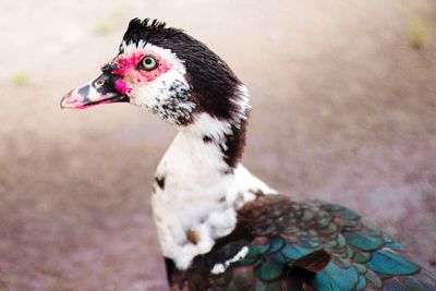 Close-up of a bird