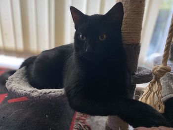 Close-up portrait of black cat at home