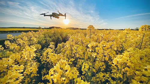 Yellow flowering plants growing on field against sky