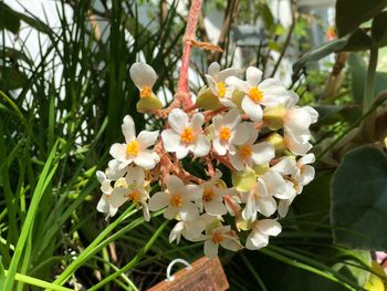 Close-up of white flowering plant