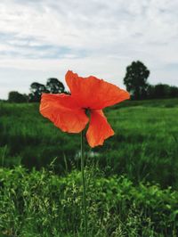 Close-up of red poppy flower in field