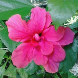 Close-up of pink flowers