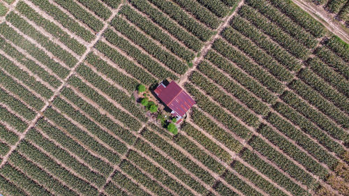 High angle view of tire tracks on field