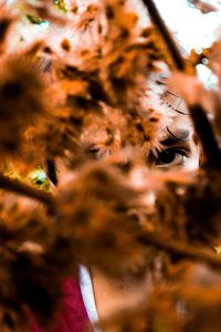 Close-up portrait of a cat