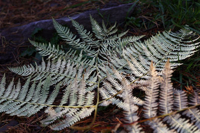 High angle view of fern leaves on field