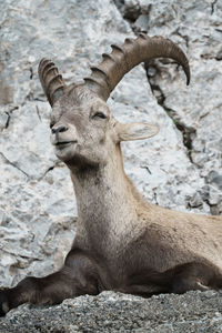 Close-up of a mountain goat