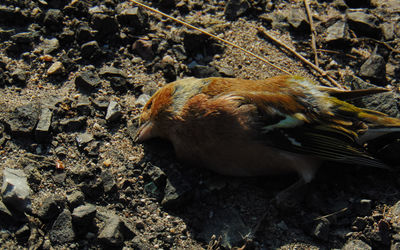 High angle view of duck on field