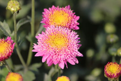 Close-up of flowers blooming outdoors