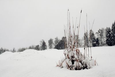 Panoramic view of trees on snow field against clear sky