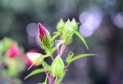 Close-up of pink flowering plant