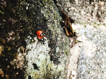 Close-up of ladybug on rock