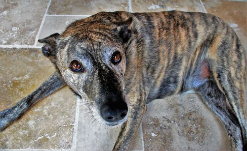 Close-up portrait of dog in water