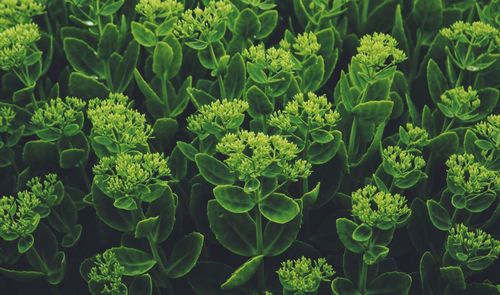 Full frame shot of plants growing on field