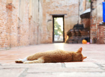 Cat sleeping on a wall