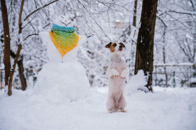 Cat on snow covered field