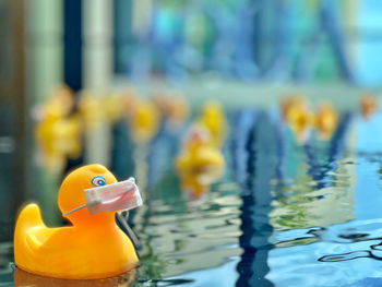 Close-up of yellow duck swimming in pool