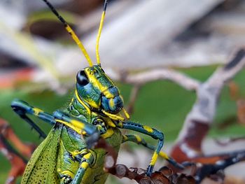 Close-up of insect on leaf