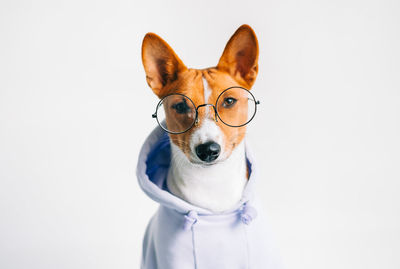 Close-up portrait of dog against white background