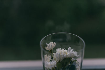 Close-up of white flower on glass