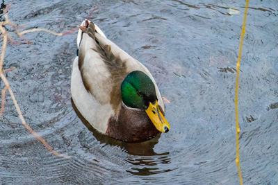 High angle view of duck swimming on lake