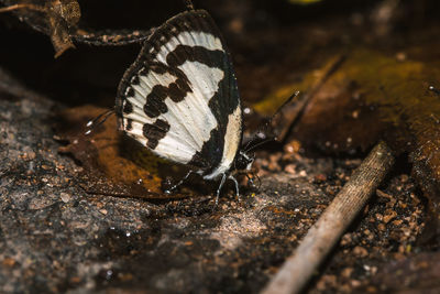 Close-up of butterfly on wood