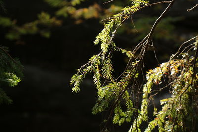 Close-up of pine tree