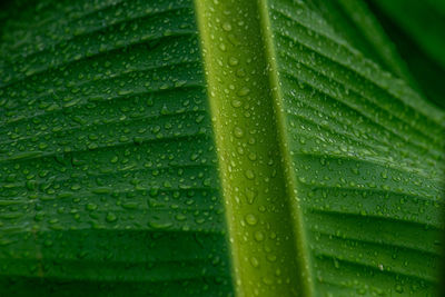 Close-up of wet green leaves during rainy season