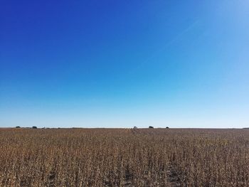 Scenic view of farm against clear blue sky