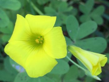 Close-up of yellow flower