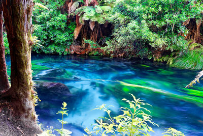 Scenic view of river flowing in forest