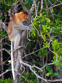 Monkey on tree branch