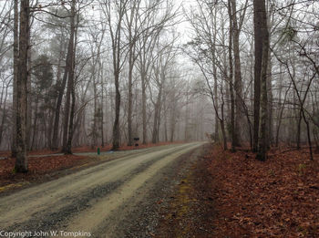 Road passing through forest